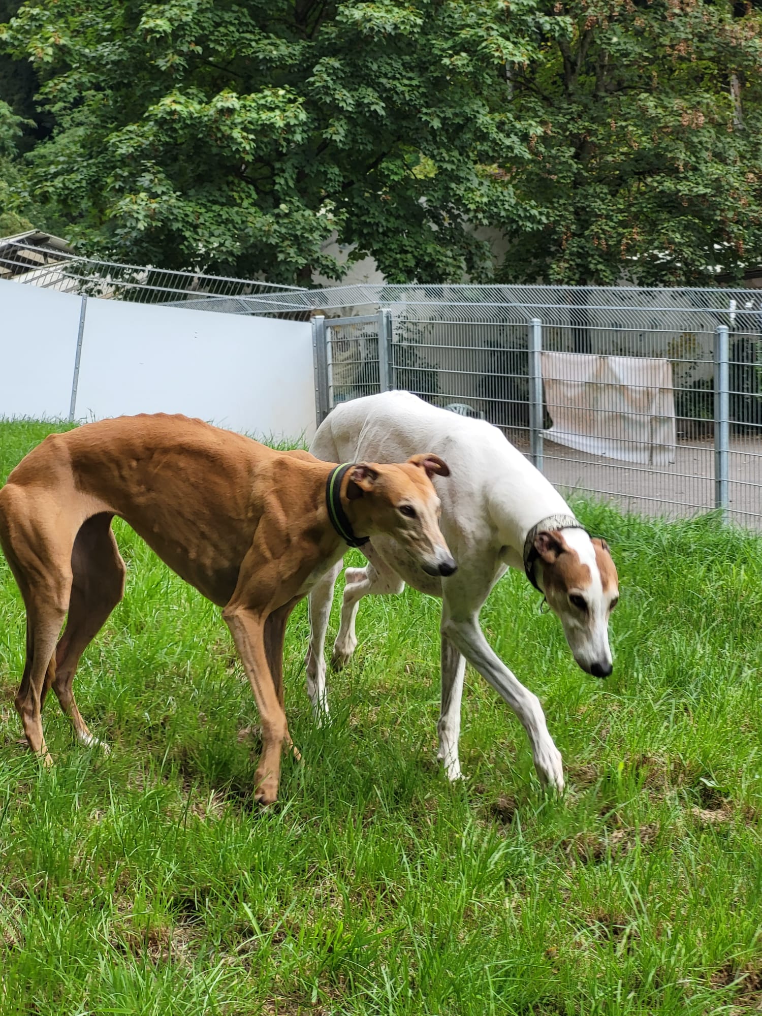 Showgreys immer noch in Not